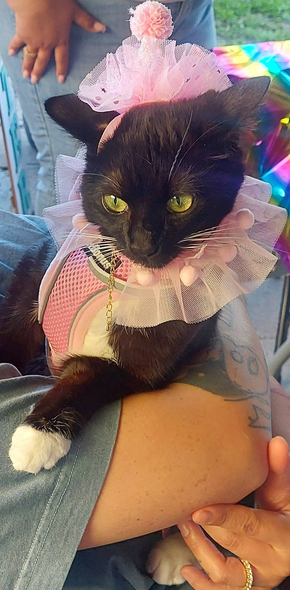 Edna is registered to the contest to win money with this photo: abdomen, black_cat, carnivore, cat, chest, domestic_short_haired_cat, eyewear, fashion_accessory, fawn, felidae, fur, gesture, glasses, human_leg, small_to_medium_sized_cats, snout, sunglasses, tail, thigh, whiskers