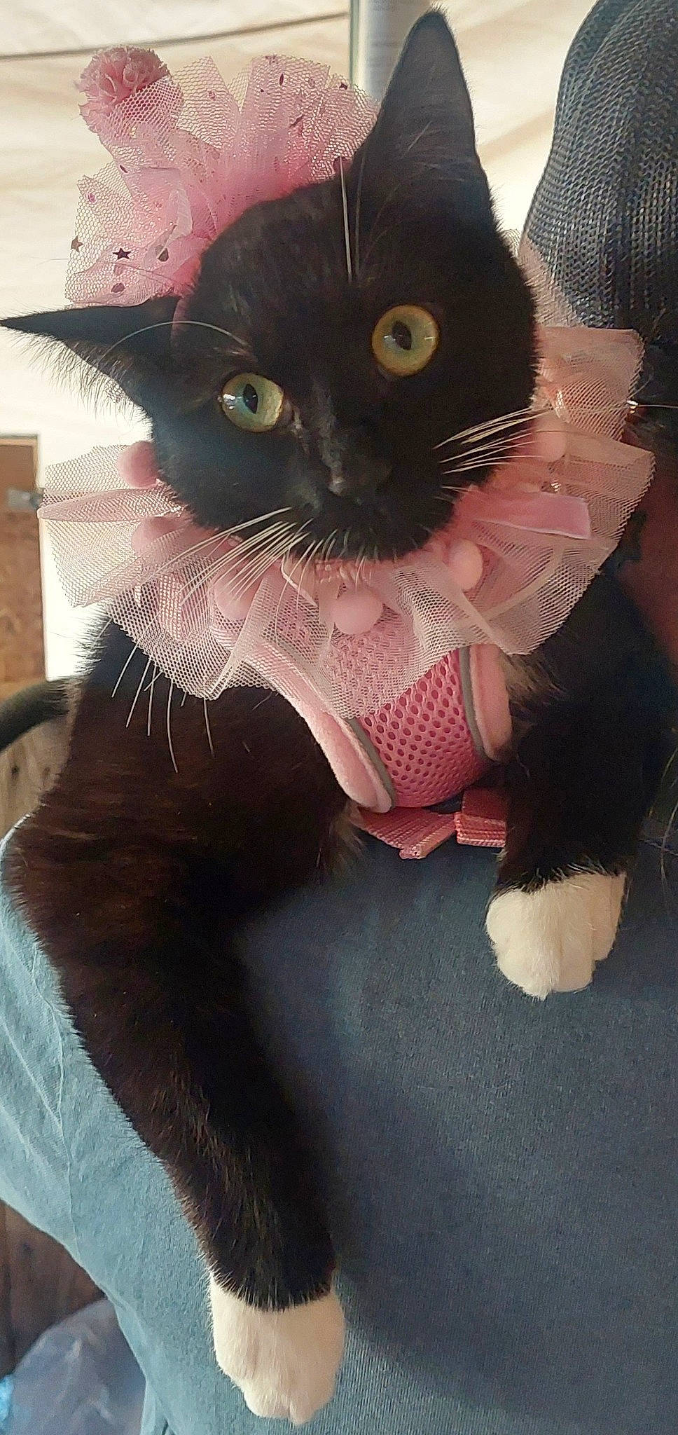 Edna is registered to the contest to win money with this photo: black_cat, cardboard, carnivore, cat, domestic_short_haired_cat, fashion_accessory, fawn, felidae, fur, gesture, iris, paper_product, paw, plant, small_to_medium_sized_cats, snout, tail, whiskers