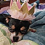 Bitsy joined the competition — help win amazing prizes! dog, sleeping, crown, pet, cute, blanket, resting, indoor, small_dog, cozy, fur, headwear, relaxed, animal, domestic_animal, bedroom, soft, closeup, adorable, peaceful