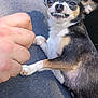 Bitsy is registered to the contest to win money with this photo: dog, chihuahua, pet, animal, small_dog, teeth, snarl, paw, human_hand, thumb, fur, outdoor, close_up, bite, cute, expression, black_fur, white_fur, brown_fur, person