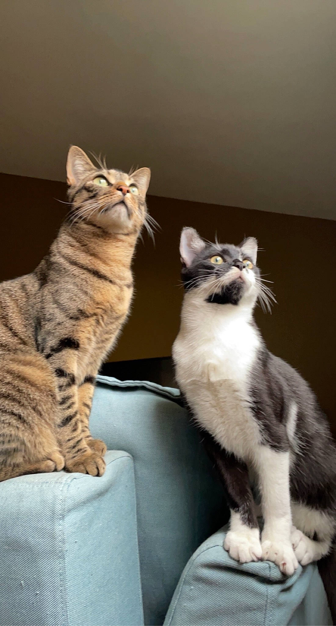 Litchi participe au concours pour gagner de l'argent avec cette photo : carnivore, cat, cat_furniture, cat_supply, claw, comfort, couch, domestic_short_haired_cat, door, felidae, fur, grey, paw, photo_caption, sitting, small_to_medium_sized_cats, snout, tail, whiskers, window