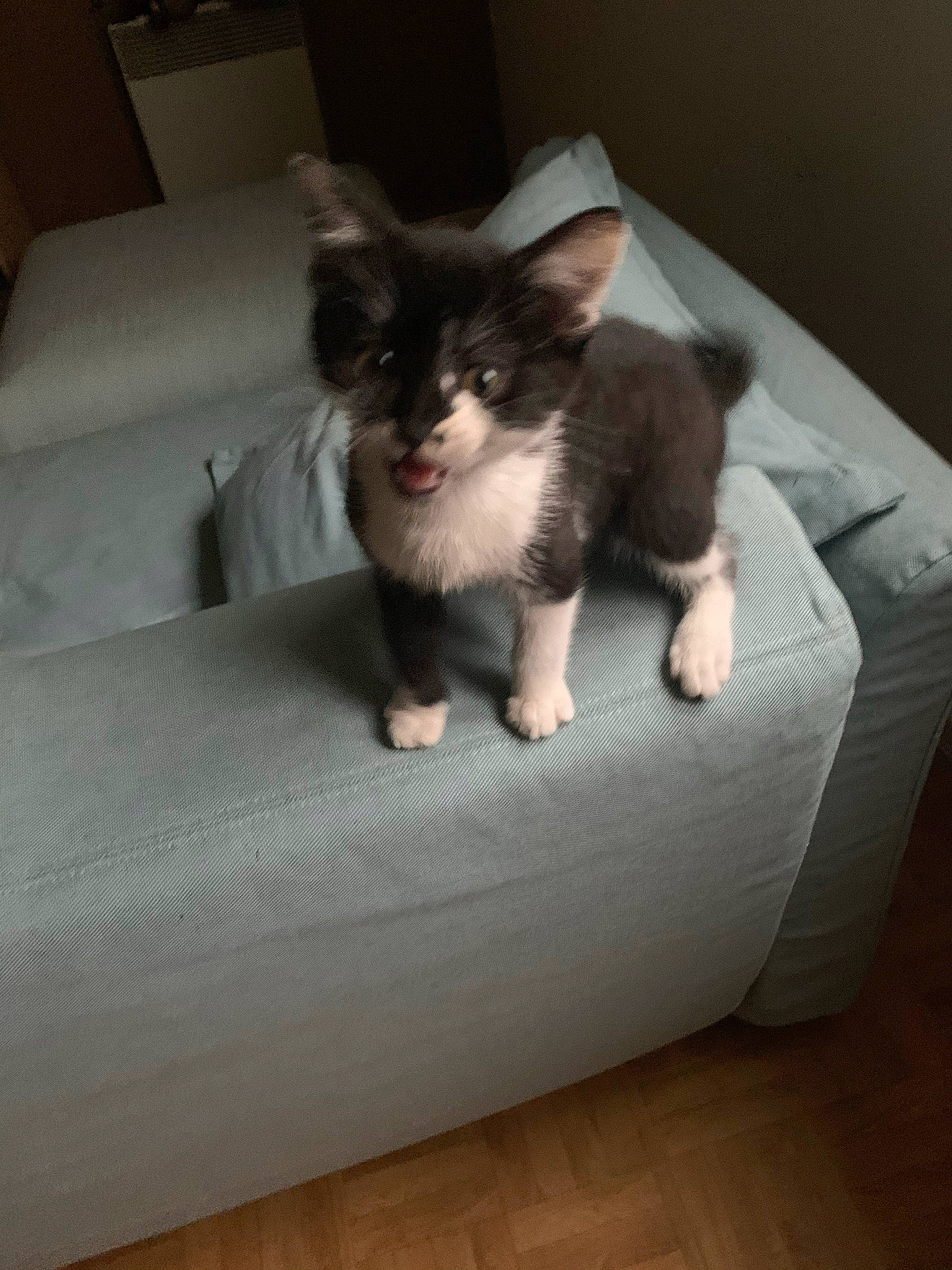 Litchi participe au concours pour gagner de l'argent avec cette photo : box, canidae, carnivore, cat, cat_supply, comfort, companion_dog, couch, domestic_short_haired_cat, felidae, flooring, fur, grey, hardwood, paw, sitting, small_to_medium_sized_cats, snout, tail, whiskers