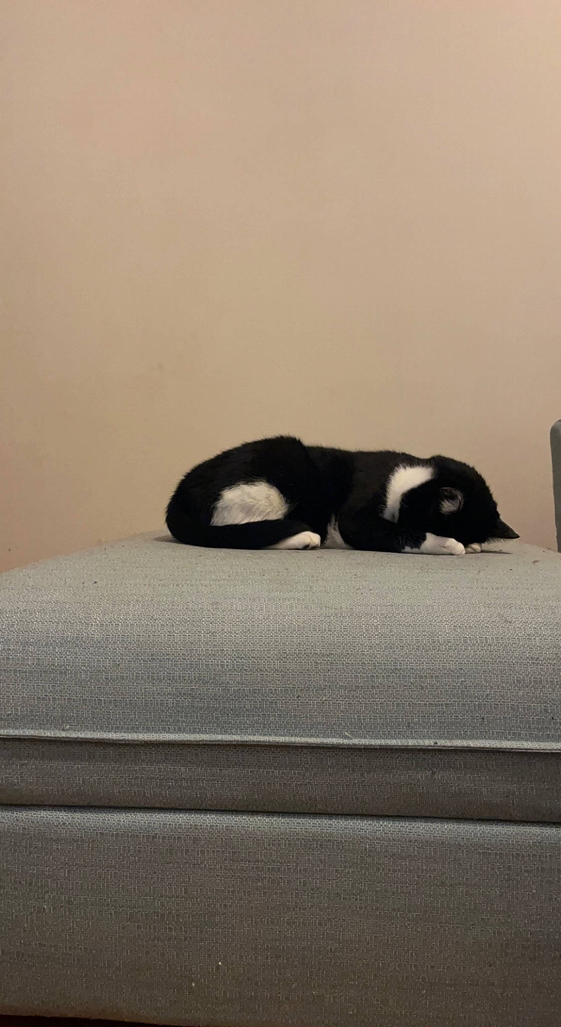 Litchi participe au concours pour gagner de l'argent avec cette photo : automotive_design, automotive_exterior, canidae, carnivore, cat, comfort, dog_breed, felidae, fur, grey, linens, monochrome, monochrome_photography, small_to_medium_sized_cats, snout, tail, terrestrial_animal, tints_and_shades, whiskers, wood