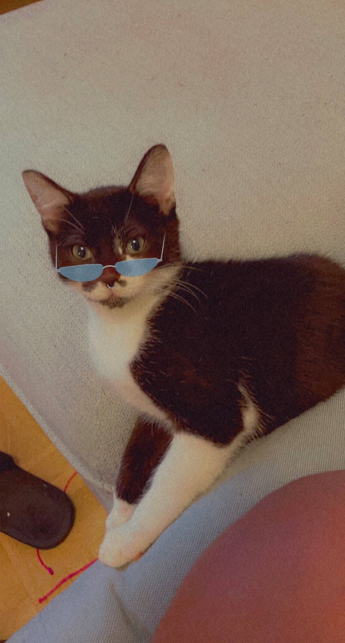 Litchi a rejoint le concours — aidez-le/la à gagner de superbes lots ! box, carnivore, cat, comfort, domestic_short_haired_cat, felidae, fur, mouse, paw, sitting, small_to_medium_sized_cats, snout, tail, whiskers