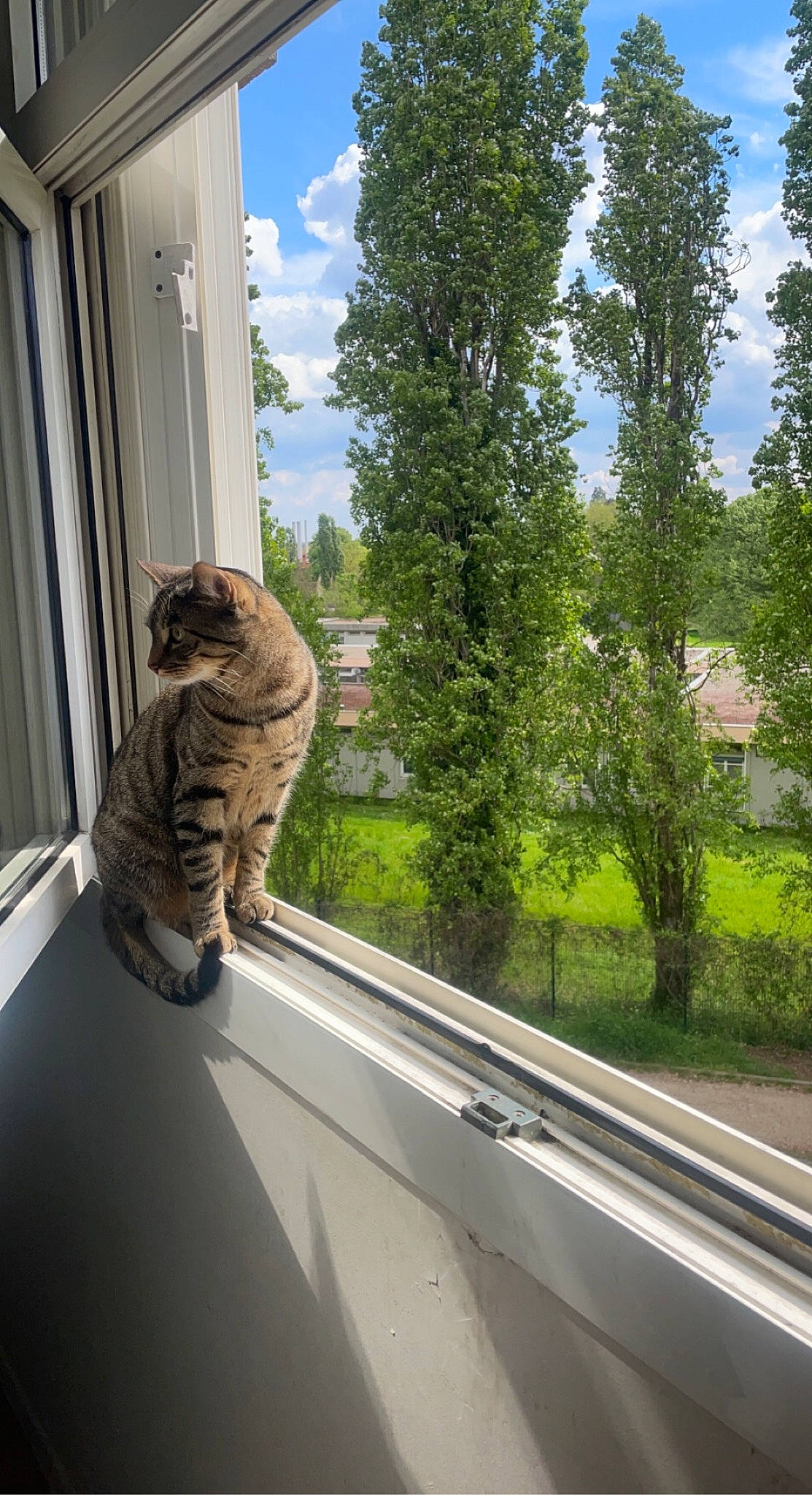 Iko a rejoint le concours — aidez-le/la à gagner de superbes lots ! asphalt, automotive_exterior, carnivore, cat, domestic_short_haired_cat, felidae, grass, motor_vehicle, plant, road_surface, roof, sky, small_to_medium_sized_cats, tail, tree, vehicle_door, whiskers, window, windshield, wood