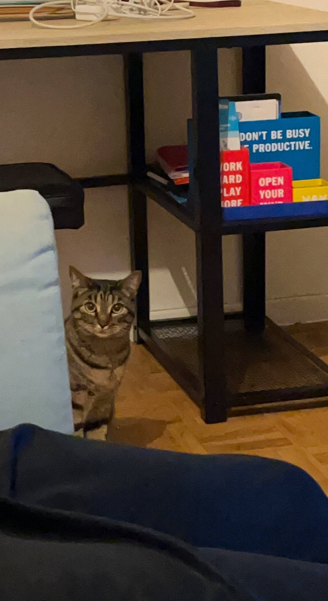 Iko a rejoint le concours — aidez-le/la à gagner de superbes lots ! box, carnivore, cat, comfort, display_device, domestic_short_haired_cat, felidae, flooring, fur, gas, hardwood, machine, multimedia, room, shelf, shelving, small_to_medium_sized_cats, tail, whiskers, wood