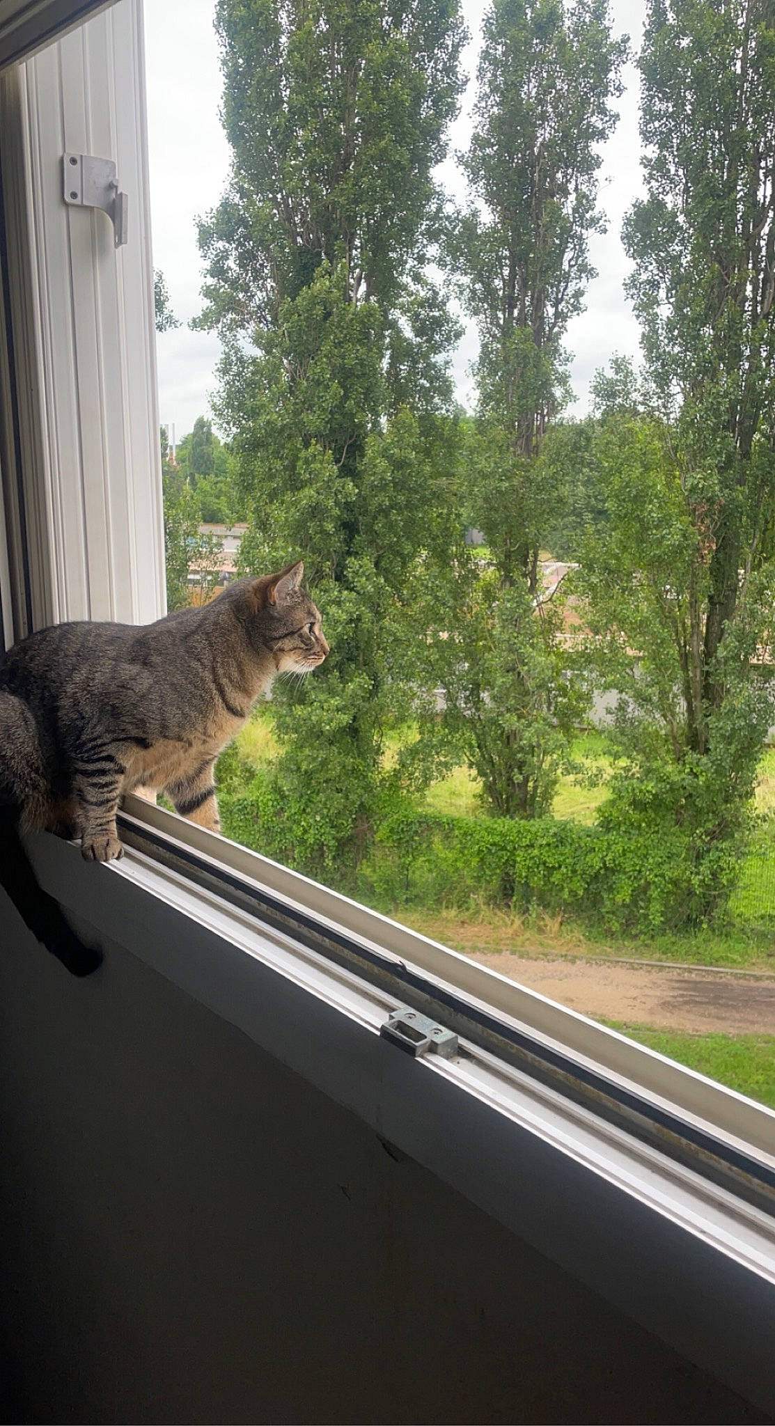 Iko a rejoint le concours — aidez-le/la à gagner de superbes lots ! automotive_exterior, automotive_window_part, carnivore, cat, domestic_short_haired_cat, door, felidae, fur, grass, house, plant, roof, small_to_medium_sized_cats, snout, tail, tree, whiskers, window, windshield, wood