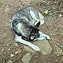 animal, canine, collar, daytime, dirt, dog, folding_chair, ground, husky, leaves, nature, outdoor, pet, quiet, relaxation, resting, rocks, shade, sleeping, twigs