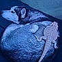 animal_friendship, bearded_dragon, black, blanket, blue_tint, companion, curled_up, cute, dog, fur, gray, husky, indoor, lizard, pet, relaxing, reptile, resting, scales, white
