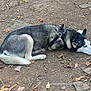 animal, autumn, canine, collar, daylight, dog, earth, forest_floor, fur, ground, husky, leaves, lying_down, nature, outdoor, pet, quiet, resting, rocks, tired