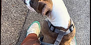 Luffy a rejoint le concours — aidez-le/la à gagner de superbes lots ! dog, leash, harness, person, legs, pants, sneakers, sidewalk, pavement, outdoor, pet, brown_pants, white_sneakers, green_accents, candid, top_down_view, heart_doodle, walking, animal, casual