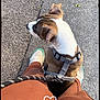 dog, leash, harness, person, legs, pants, sneakers, sidewalk, pavement, outdoor, pet, brown_pants, white_sneakers, green_accents, candid, top_down_view, heart_doodle, walking, animal, casual