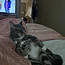 Einstein is registered to the contest to win money with this photo: cat, tabby_cat, bed, bedding, blanket, bedroom, television, cartoon, indoor, relaxed, pet, feline, fur, sleepy, collar, comfort, home, resting, pink, gray