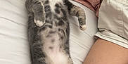 Einstein joined the competition — help win amazing prizes! cat, kitten, sleeping, relaxed, bed, white_sheets, remote_control, human_leg, gray_fur, white_fur, striped_fur, indoor, pet, cute, cozy, resting, closeup, domestic_cat, pillow, soft