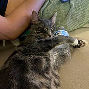 Einstein joined the competition — help win amazing prizes! cat, gray_tabby, water_bottle, hugging, sleeping, person, arm, laptop, couch, relaxation, indoor, feline, paw, fur, resting, technology, comfort, home, close_up, human