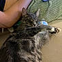 cat, gray_tabby, water_bottle, hugging, sleeping, person, arm, laptop, couch, relaxation, indoor, feline, paw, fur, resting, technology, comfort, home, close_up, human