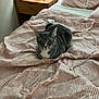 Einstein joined the competition — help win amazing prizes! cat, gray_cat, tabby_cat, bed, bedspread, pink_bedspread, nightstand, game_controller, lamp, charging_cable, cozy, indoor, pet, feline, resting_cat, furniture, home, relaxed, sleepy_cat, domestic_animal