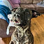 dog, brindle_dog, white_dog, couch, sofa, living_room, wooden_floor, pet, close_up, portrait, animal, happy, excited, ears, teeth, tongue, blur, furniture, blanket, companion