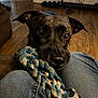 dog, brindle_coat, rope_toy, closeup, eyes, nose, muzzle, indoor, living_room, hardwood_floor, denim, knees, couch, pet, playtime, portrait, brown, black, canine, toy