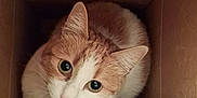 Zibulon a rejoint le concours — aidez-le/la à gagner de superbes lots ! abyssinian, angora, animal, box, cardboard, carton, cat, closet, crate, cupboard, furniture, hardwood, indoors, kitten, manx, pet, wood