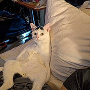 Doodoo joined the competition — help win amazing prizes! cat, white_cat, pet, animal, indoors, bed, pillow, bedroom, lounging, sitting, wide_eyes, green_eyes, pink_nose, white_fur, black_markings, relaxed, portrait, home, furniture, clutter