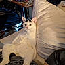 cat, white_cat, pet, animal, indoors, bed, pillow, bedroom, lounging, sitting, wide_eyes, green_eyes, pink_nose, white_fur, black_markings, relaxed, portrait, home, furniture, clutter