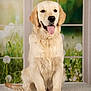 dog, golden_retriever, puppy, sitting, tongue_out, indoor, window, greenery, flowers, soft_rug, happy, pet, fur, canine, animal, portrait, cute, smiling, young_dog, domestic