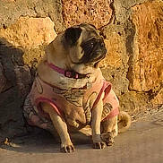 Maki is registered to the contest to win money with this photo: animal, canine, collar, concrete, cute, daylight, dog, domestic_animal, fur, outdoor, pet_clothing, pink_sweater, pug, resting, shadow, side_view, sitting, small_dog, stone_wall, sunlight