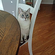 Daisy is registered to the contest to win money with this photo: cat, blue_eyes, fluffy, gray_fur, white_fur, sitting, indoors, table, chair, wooden_floor, portrait, pet, animal, whiskers, ears, paws, dining_area, home, focused, photography
