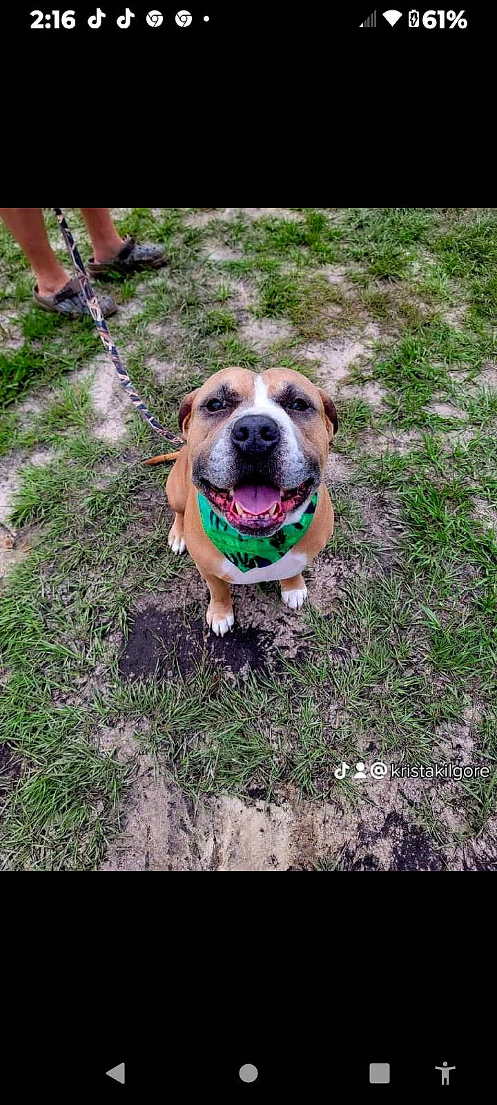 Big Squishy is registered to the contest to win money with this photo: canidae, carnivore, collar, companion_dog, dog, dog_breed, dog_collar, dog_supply, fawn, grass, guard_dog, molosser, paw, plant, snout, sporting_group, whiskers, working_animal, working_dog, wrinkle