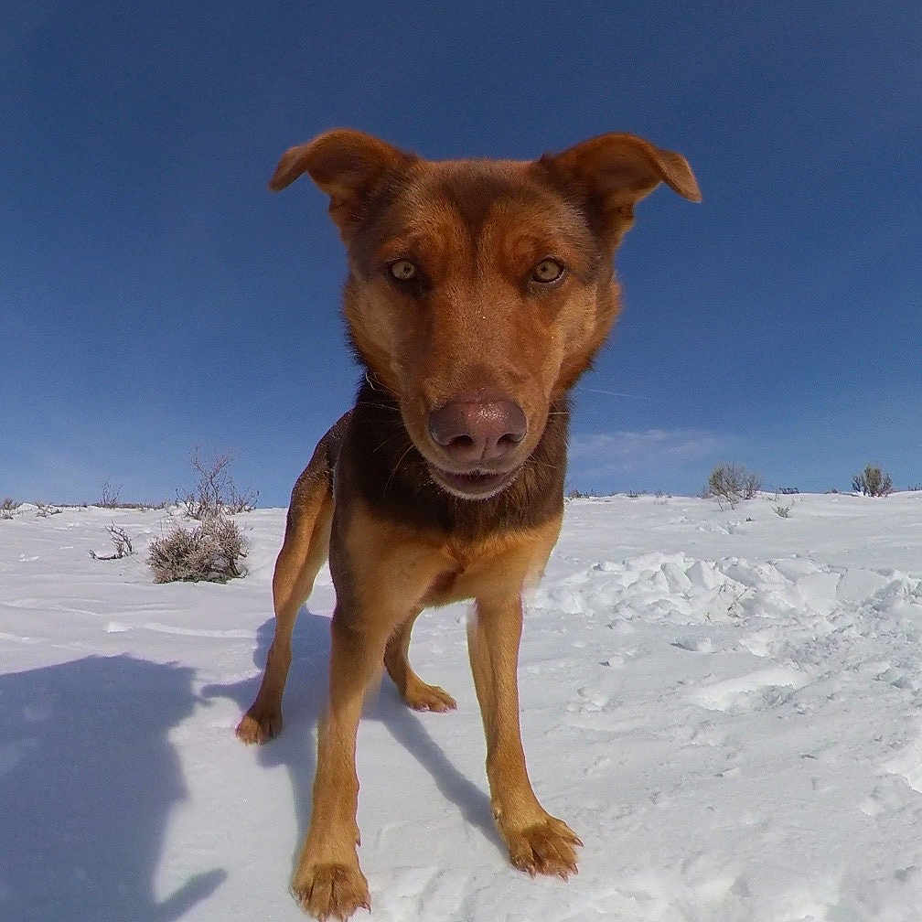 Sierra is registered to the contest to win money with this photo: animal, bulldog, canine, dog, goldenretriever, hound, husky, ice, labradorretriever, nature, outdoors, pet, pitbull, pointer, puppy, sky, snout, snow, whitedog, winter