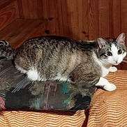 Gourcuff a rejoint le concours — aidez-le/la à gagner de superbes lots ! animal, blanket, cat, cozy, curious, cushion, cute, domestic_cat, feline, fur, house, indoor, mammal, paw, pet, resting, striped, tabby_cat, whiskers, wooden_wall