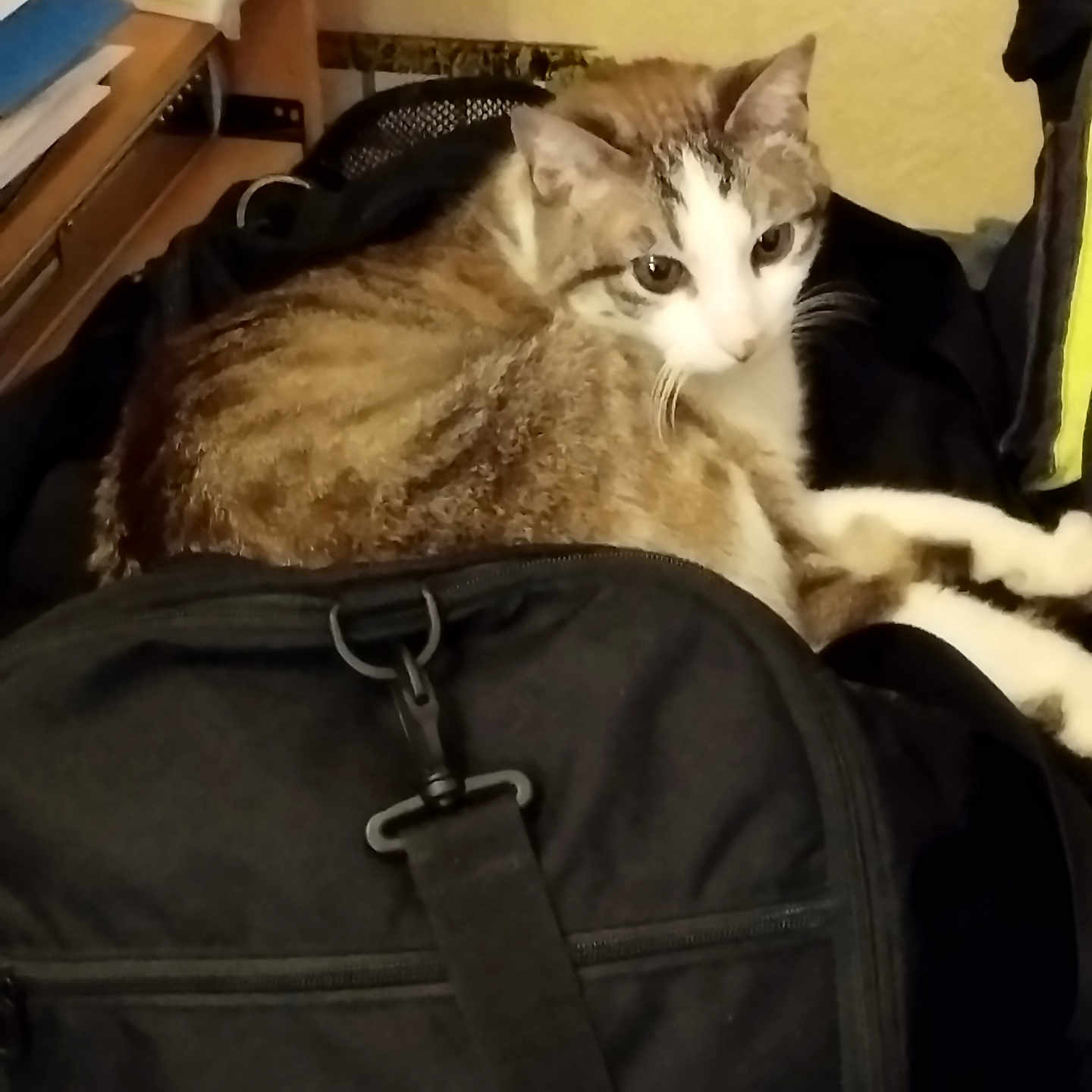 Gourcuff a rejoint le concours — aidez-le/la à gagner de superbes lots ! animal, backpack, black, books, cat, cluttered, curious, desk, domestic, ears, feline, fur, indoor, papers, pet, relaxed, resting, tabby, whiskers, yellow_wall