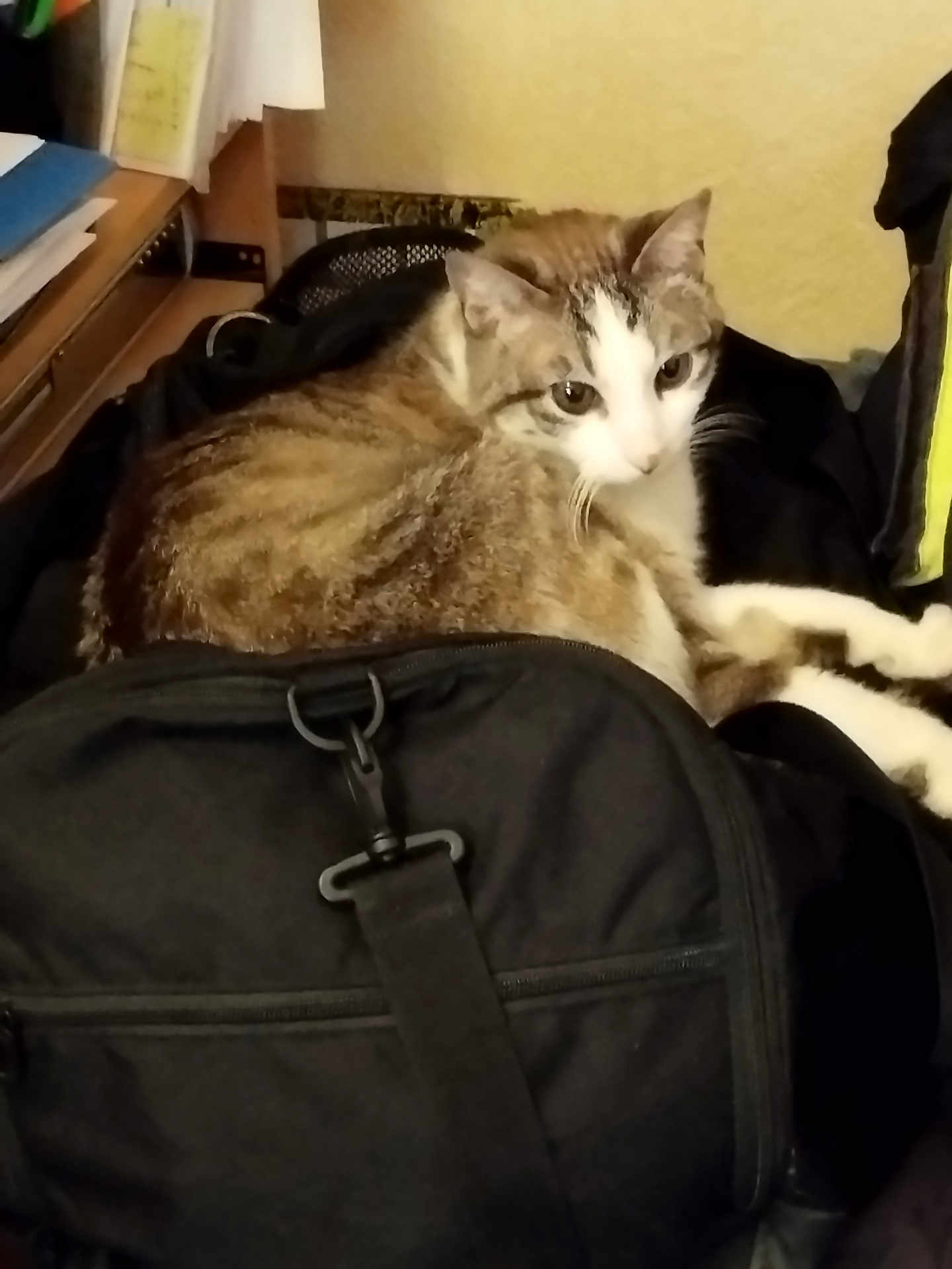 Gourcuff a rejoint le concours — aidez-le/la à gagner de superbes lots ! animal, backpack, black, books, cat, cluttered, curious, desk, domestic, ears, feline, fur, indoor, papers, pet, relaxed, resting, tabby, whiskers, yellow_wall