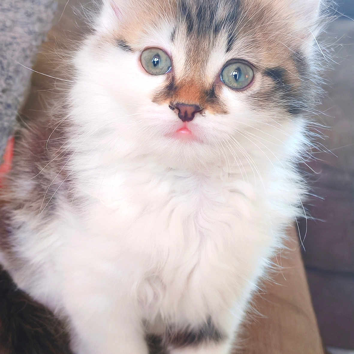 Boulette