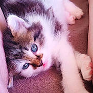 Boulette participe au concours pour gagner de l'argent avec cette photo : animal, blanket, blue_eyes, brown_markings, cat, claw, close_up, cute, fluffy, fur, indoor, kitten, paw, pet, relaxed, resting, soft_texture, whiskers, white_fur, young