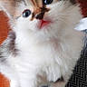 Boulette a rejoint le concours — aidez-le/la à gagner de superbes lots ! adorable, animal, cat, closeup, curious, cute, domestic, fluffy, fur, indoor, kitten, mammal, patterned_fabric, pet, portrait, small, table, whiskers, wooden_surface, young