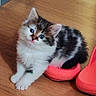 Boulette a rejoint le concours — aidez-le/la à gagner de superbes lots ! adorable, animal, blue_eyes, cat, curious, cute, domestic_cat, fluffy, fur, indoor, kitten, paws, pet, playful, red_slippers, resting, slippers, small, wooden_floor, young