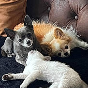 Sally participe au concours pour gagner de l'argent avec cette photo : dog, cat, pet, couch, blanket, fur, resting, cozy, indoor, small_dog, white_cat, gray_dog, fluffy_dog, tufted_couch, relaxed, companionship, animal, cute, laying, domestic