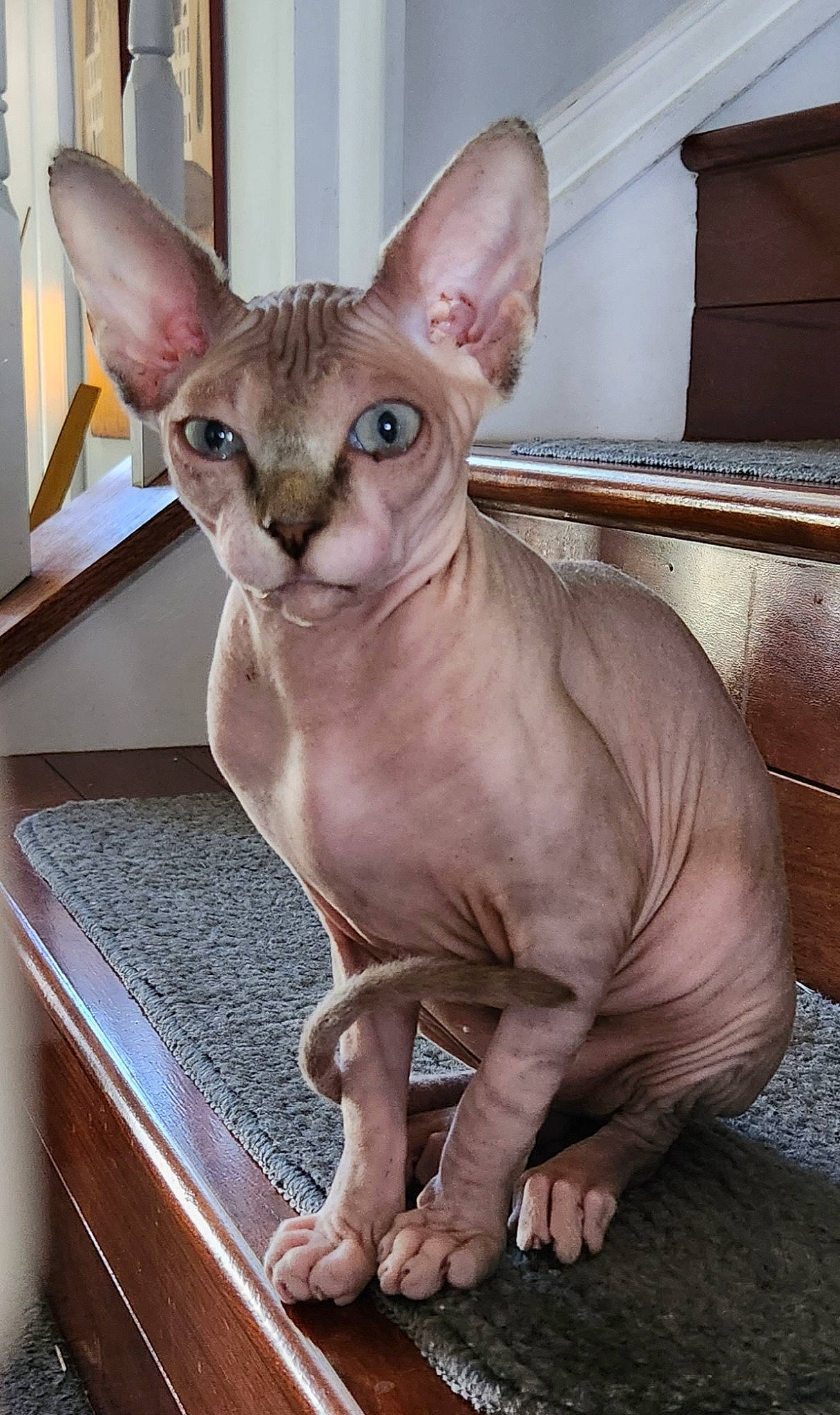Sephora is registered to the contest to win money with this photo: carnivore, cat, comfort, donskoy, fawn, felidae, fur, liver, peterbald, rex_cat, small_to_medium_sized_cats, snout, sphynx, terrestrial_animal, whiskers