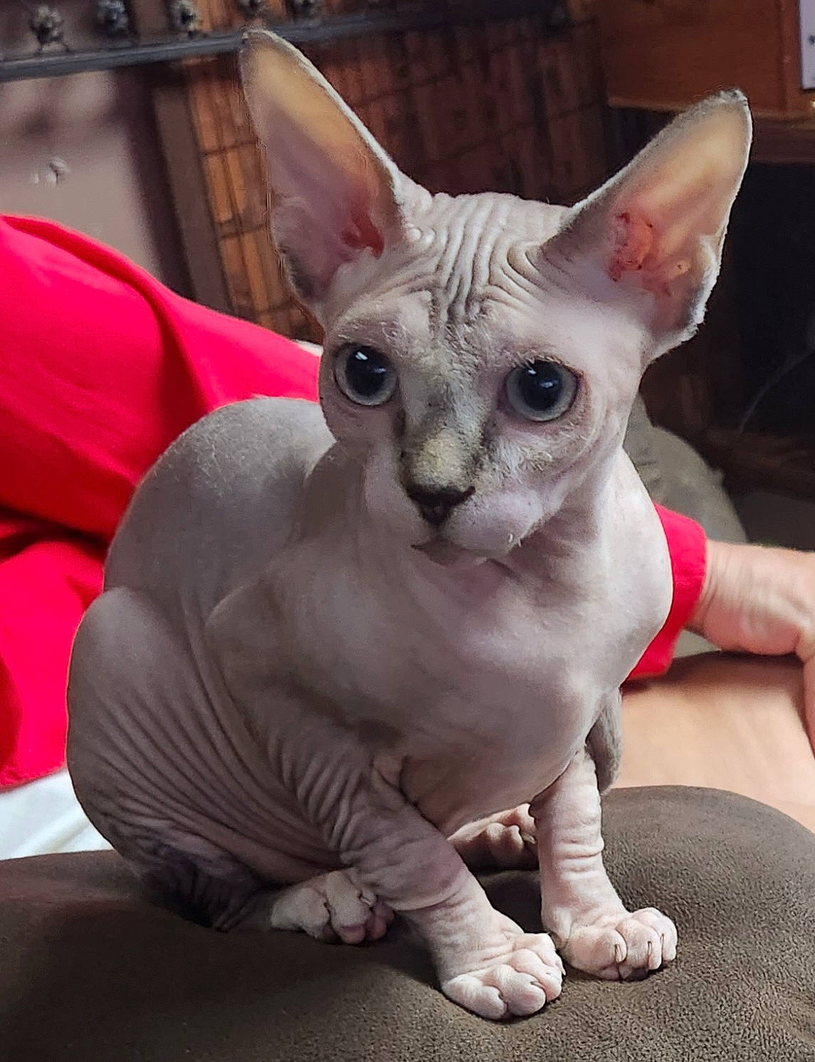 Sephora is registered to the contest to win money with this photo: artifact, carmine, carnivore, cat, clay, comfort, devon_rex, donskoy, ear, fawn, felidae, fur, head, peterbald, rex_cat, small_to_medium_sized_cats, snout, sphynx, terrestrial_animal, whiskers