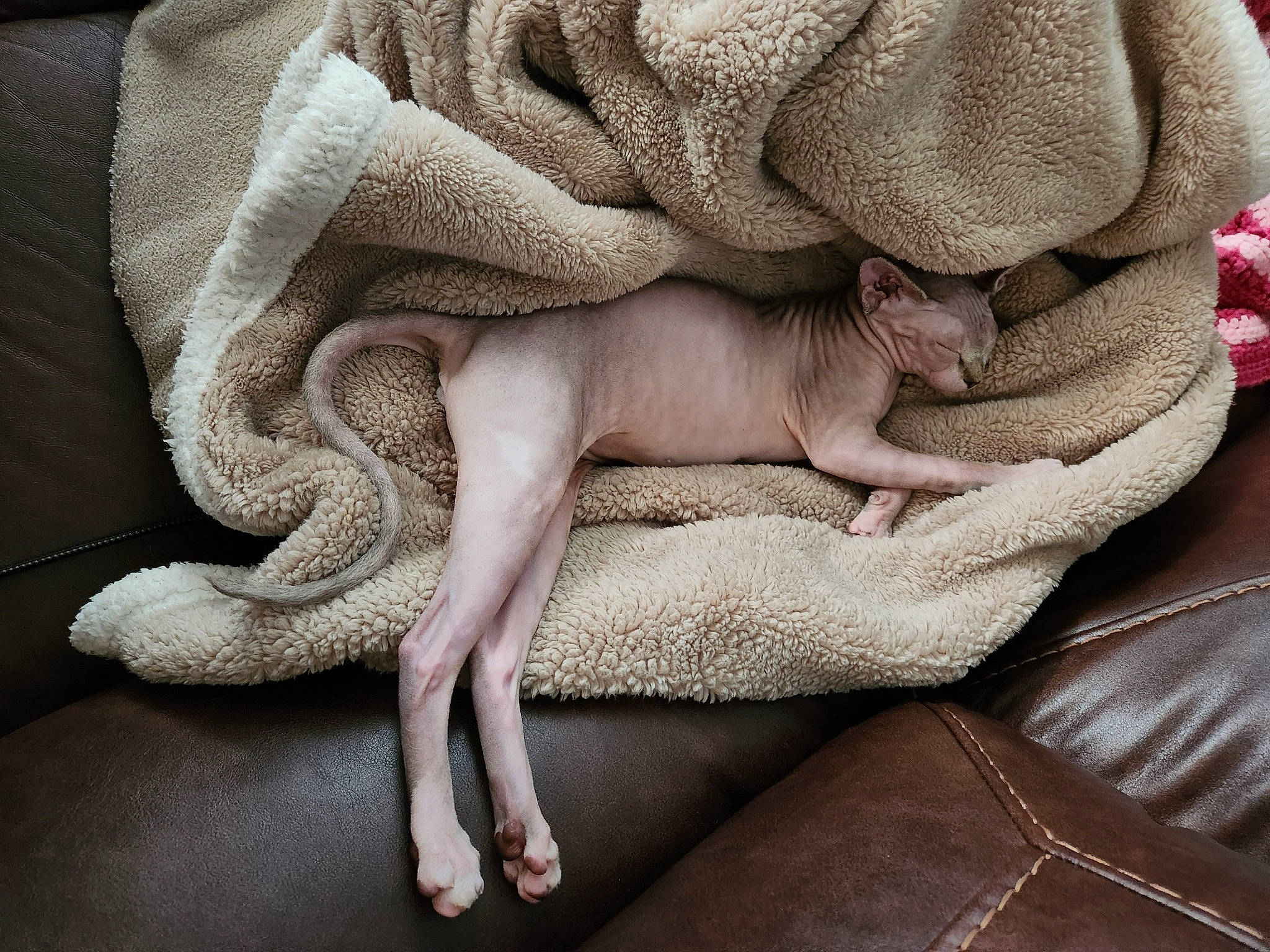 Sephora joined the competition — help win amazing prizes! bedding, comfort, fawn, flesh, foot, fur, grey, human_leg, knee, leg, linens, pattern, paw, sitting, tail, terrestrial_animal, textile, thigh, wool, wrinkle