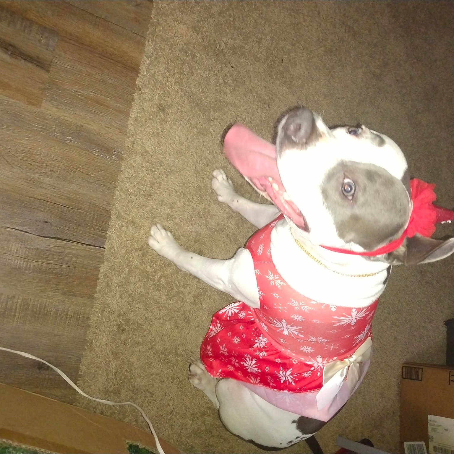 Diamond joined the competition — help win amazing prizes! canidae, carmine, carnivore, collar, companion_dog, costume, dog, dog_breed, dog_clothes, dog_collar, dog_supply, fawn, hardwood, shipping_box, snout, stuffed_toy, tail, toy, wood, working_animal
