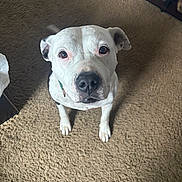 Lola joined the competition — help win amazing prizes! dog, white_dog, black_spots, pet, carpet, indoor, looking_up, sitting, curious, animal, canine, floor, home, shelf, knick_knacks, fur, ears, eyes, nose, collar