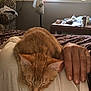 animal, bedspread, cat, chair, clutter, cozy, domestic, fur, hand, indoor, lap, natural_light, orange_tabby, patterned_furniture, person, relaxation, resting, sleeping, table, window