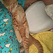 Copper Felix joined the competition — help win amazing prizes! animal, blue_shirt, cat, cozy, cute, domestic_cat, feline, ginger_cat, heart_shaped_pillow, indoor, nap, patterned_shirt, pet, pillow, relaxation, resting, sleeping, soft_fabric, striped_cat, yellow_quilt