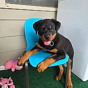 Millie joined the competition — help win amazing prizes! animal, blue_chair, canine, cute, dog, domestic_animal, furniture, green_carpet, happy, home, indoor, pet, pink_toys, playful, plush_toys, puppy, rottweiler, smiling, tongue_out, young_dog
