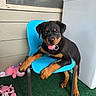 animal, blue_chair, canine, cute, dog, domestic_animal, furniture, green_carpet, happy, home, indoor, pet, pink_toys, playful, plush_toys, puppy, rottweiler, smiling, tongue_out, young_dog
