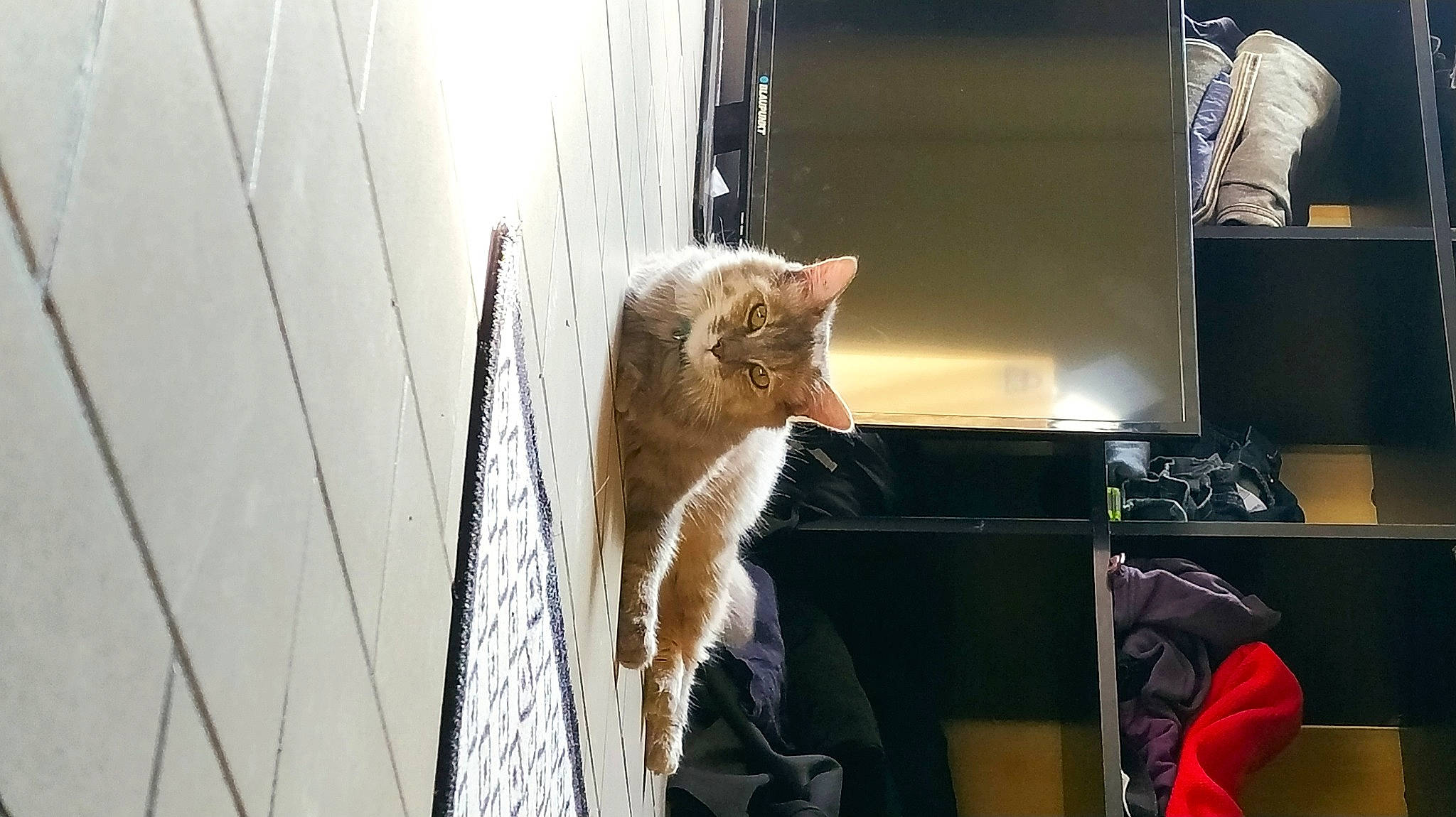 Dinah participe au concours pour gagner de l'argent avec cette photo : animal_shelter, cardboard, carnivore, cat, curtain, domestic_short_haired_cat, fawn, felidae, fur, house, sitting, small_to_medium_sized_cats, snout, tail, vertebrate, whiskers, wildlife, window, window_covering, wood