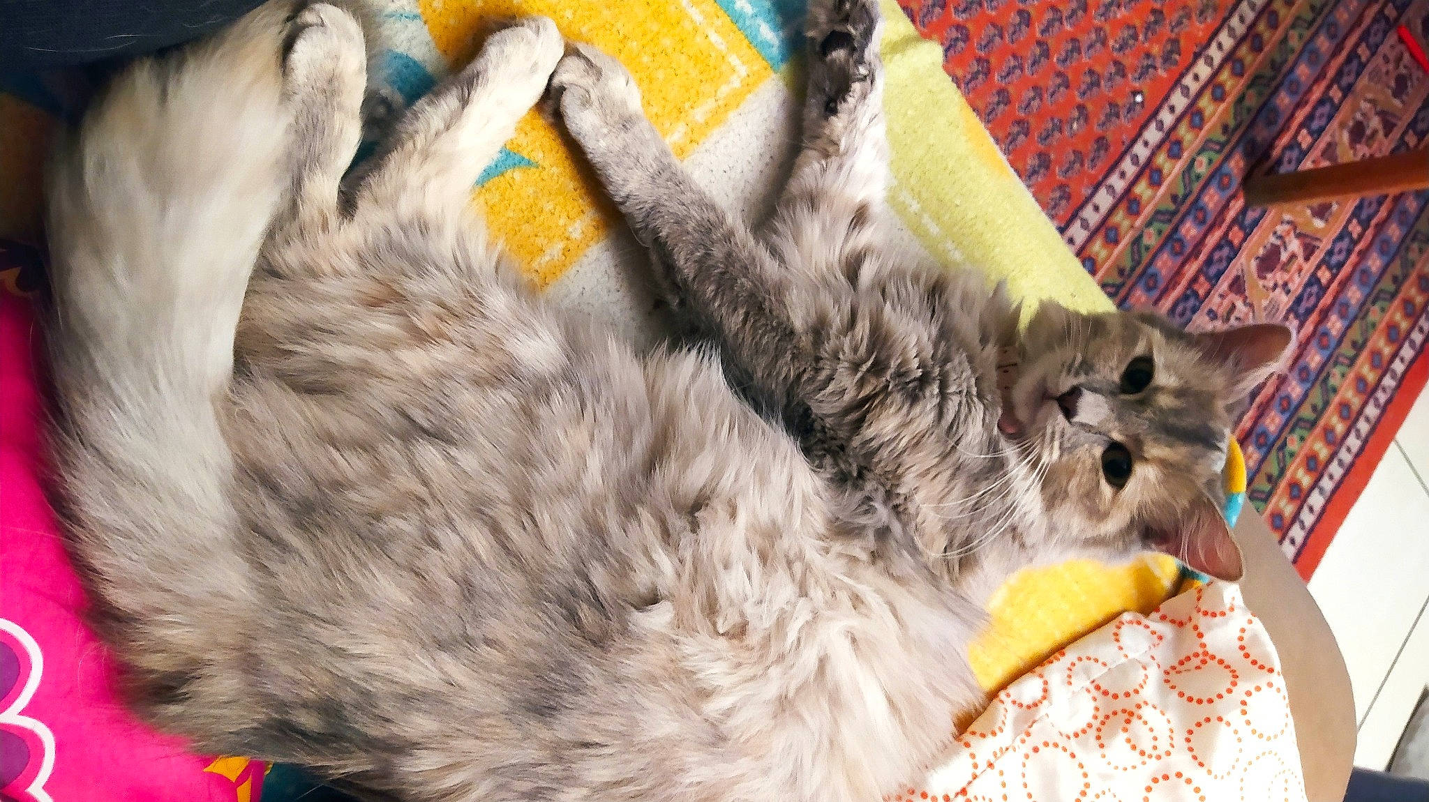 Dinah participe au concours pour gagner de l'argent avec cette photo : canidae, carnivore, cat, cat_supply, claw, comfort, domestic_short_haired_cat, fawn, felidae, fur, grey, nap, pattern, paw, rex_cat, selkirk_rex, small_to_medium_sized_cats, tail, terrestrial_animal, whiskers